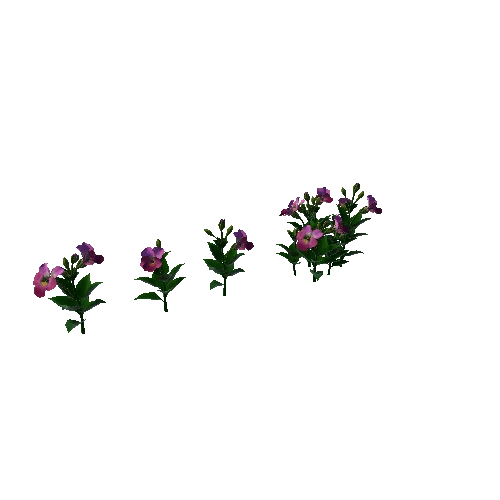 Flower Pansies5